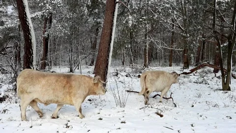 Two white cows eating plants and walking in a snowy forest Netherlands Stock Footage 173436093