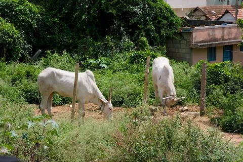 Two white cows grazing in a lush green field surrounded by fences in a rura.. Stock Photos