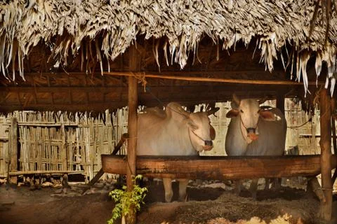 Two white cows having rest in shadow at small farm in Bagan area, Myanmar Foto stock