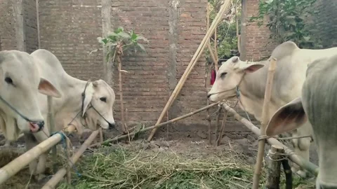 Two white cows in the stable Video stock 170709695