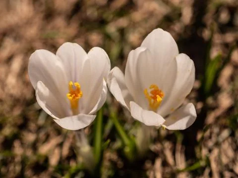 Two white crocuses in spring on a meadow Stock Photos