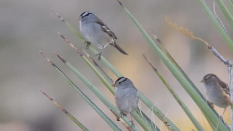 Two White Crowned Sparrows on Yucca With Focus Pull Stock Footage 264932047