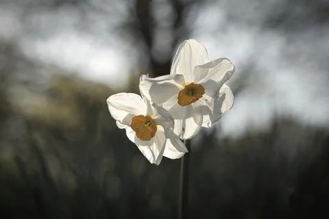 Two white daffodils with yellow centers bloom in the soft spring light. Del.. Stock Photos