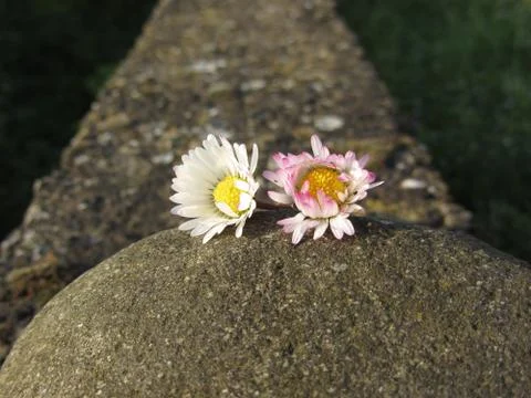 Two white daisies lying on the stone at sunset . Tuscany, Italy Stock-Fotos