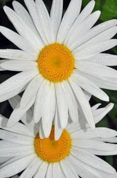 Two white daisies Stock Photos