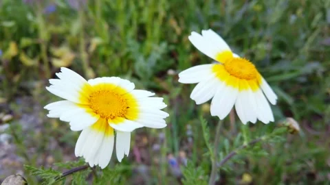 Two White Daisy Flowers Blooming in a Green Meadow Видео 332575527
