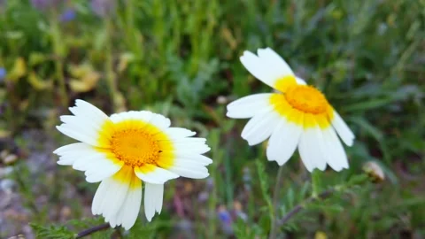 Two White Daisy Flowers Growing in Natural Grassland Vídeos de archivo 332575433