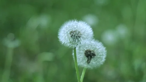 Two white dandelion balls swing from the wind in the green grass Stock Footage 108726420