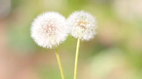 Two white dandelion Stock Footage 40493890