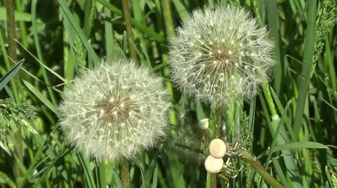 Two white dandelions Stock Footage 59878368