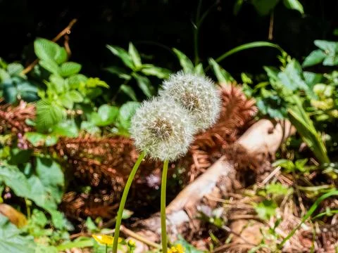 Two white dandelions Stock Photos