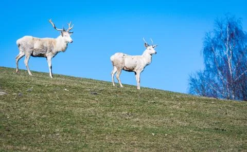 Two white deer looking Stock Photos