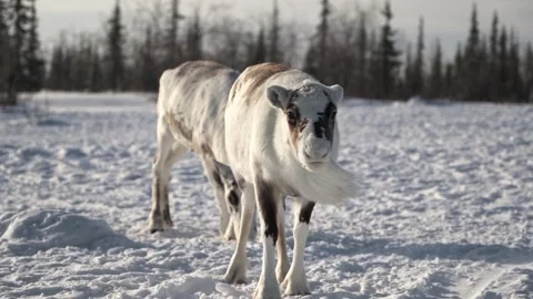 Two white deer in winter background forest Stock Footage 273705362