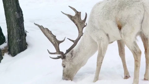 Two white deers searchihg food under the snow Stock Footage