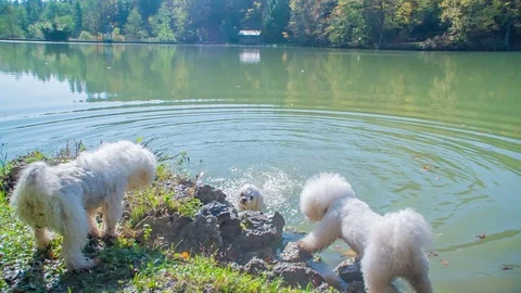 Two white dogs are on the river bank and the third one is in the water Stock Footage 83776317