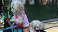 Two white dogs in central Park Video HD