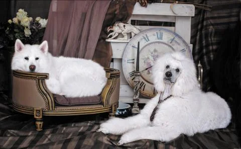 Two white dogs Stock Photos