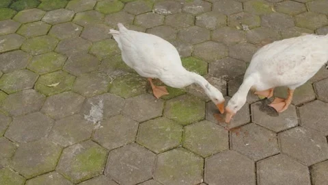 Two white domestic ducks standing on a paved stone surface outdoors. Video stock 343368839
