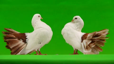 Two white dove peacock isolated on a green screen as symbol of peace Stock Footage 94813166