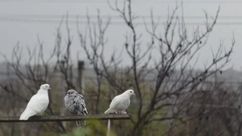 Two white doves and one marble dove on a wooden beam, against the background Видео 223284023