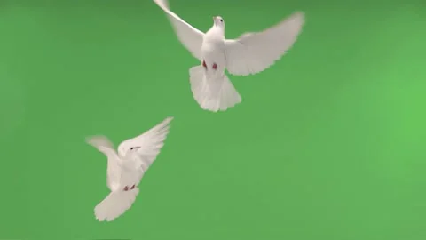 Two white doves are flying to each other on a green screen. slow motion Stock Footage