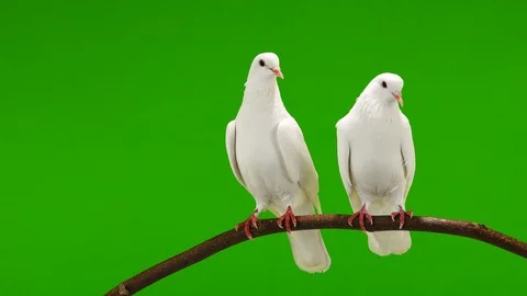 Two white doves are sitting on a tree branch on a green screen. Stock Footage 125246151