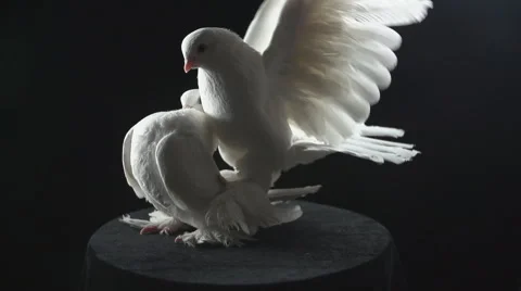 Two white doves Vídeo Stock 49446023