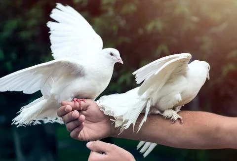 Two white doves on man's hand Stock Photos