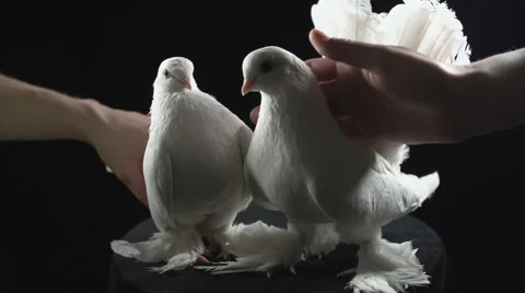 Two white doves of peace 1 Stock-Footage 49445831