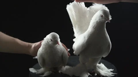 Two white doves of peace Stock Footage 49445756