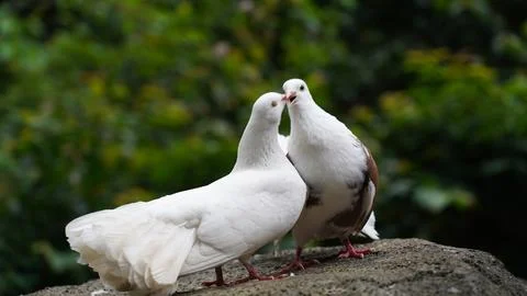 Two White Doves on a Rock Symbolizing Peace and Love Stock Photos