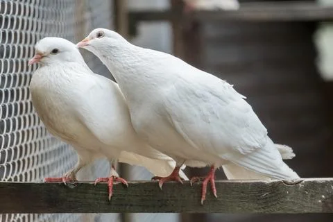 Two white doves sitting on a pole. Stock Photos