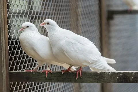 Two white doves sitting on a pole. Stock Photos