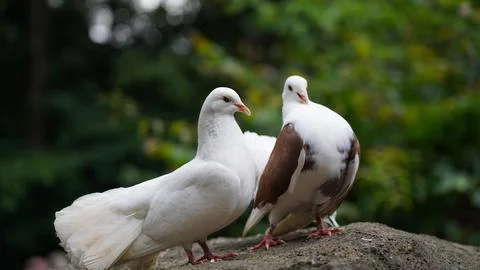 Two White Doves Standing On A Rock Peaceful Scene Stock Photos