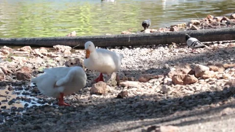 Two white ducks after swimming Stock Footage 238866365