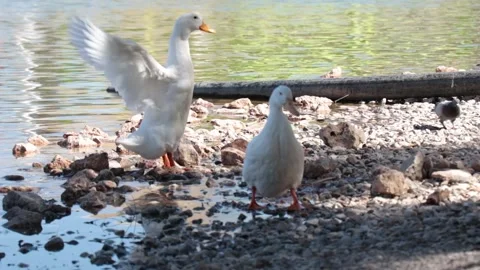 Two white ducks after swimming shake their wings Stock Footage 238866712