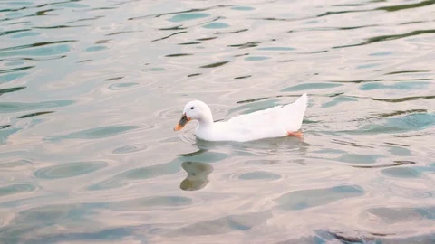 Two white ducks and a drake swimming in a pond, drinking water Stock Footage 121608336
