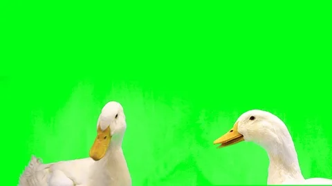 Two white ducks are talking among themselves on an isolated green screen. Stock Footage 120526165