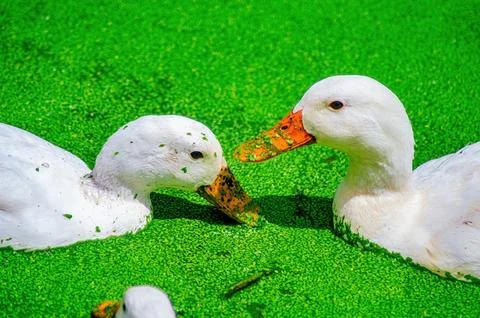 Two white ducks face each other on a vivid green duckweed pond, their orang.. 库存照片