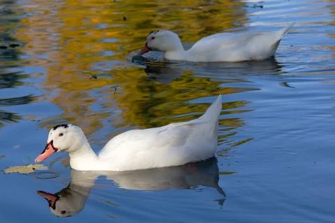 Two white ducks floating in a pond Stock Photos