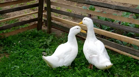 Two white ducks Stock Footage 38979044