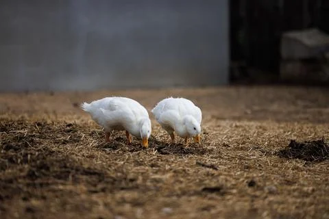 Two White Ducks Foraging on a Rustic Russian Farm at Dawn Amidst Straw and .. Stock Photos