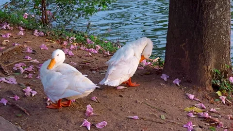 Two White Ducks by Lakeshore Preening Feathers with Pink Blossoms on Ground Video stock 315919738