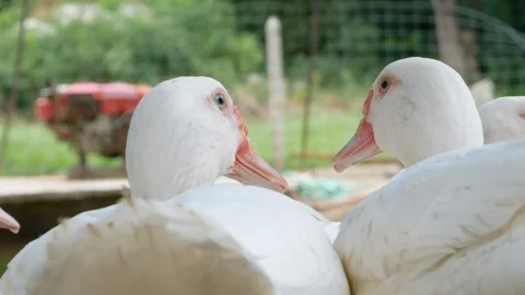 Two white ducks live in Duck coop,They snuggled like a lover. Stock-Footage 119175605