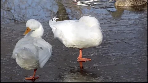Two white ducks over frozen pond. One of them sleeping. 動画素材 139541818