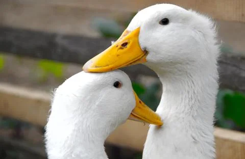 Two white ducks in the pen are looking from side to side. Stock Photos