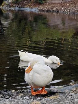 Two white ducks on a pond Stock Photos