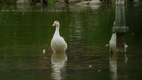 Two white ducks resting in reflective pond at Shanghai urban park (4k25p) Stock Footage 337406720