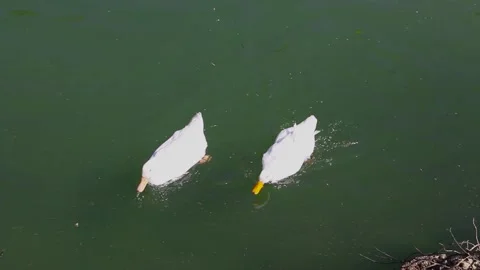 Two white ducks in the river Stock Footage 175374013