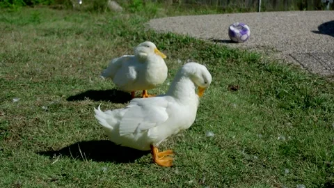 Two white ducks standing in grass cleaning themselves Stock Footage 255349082